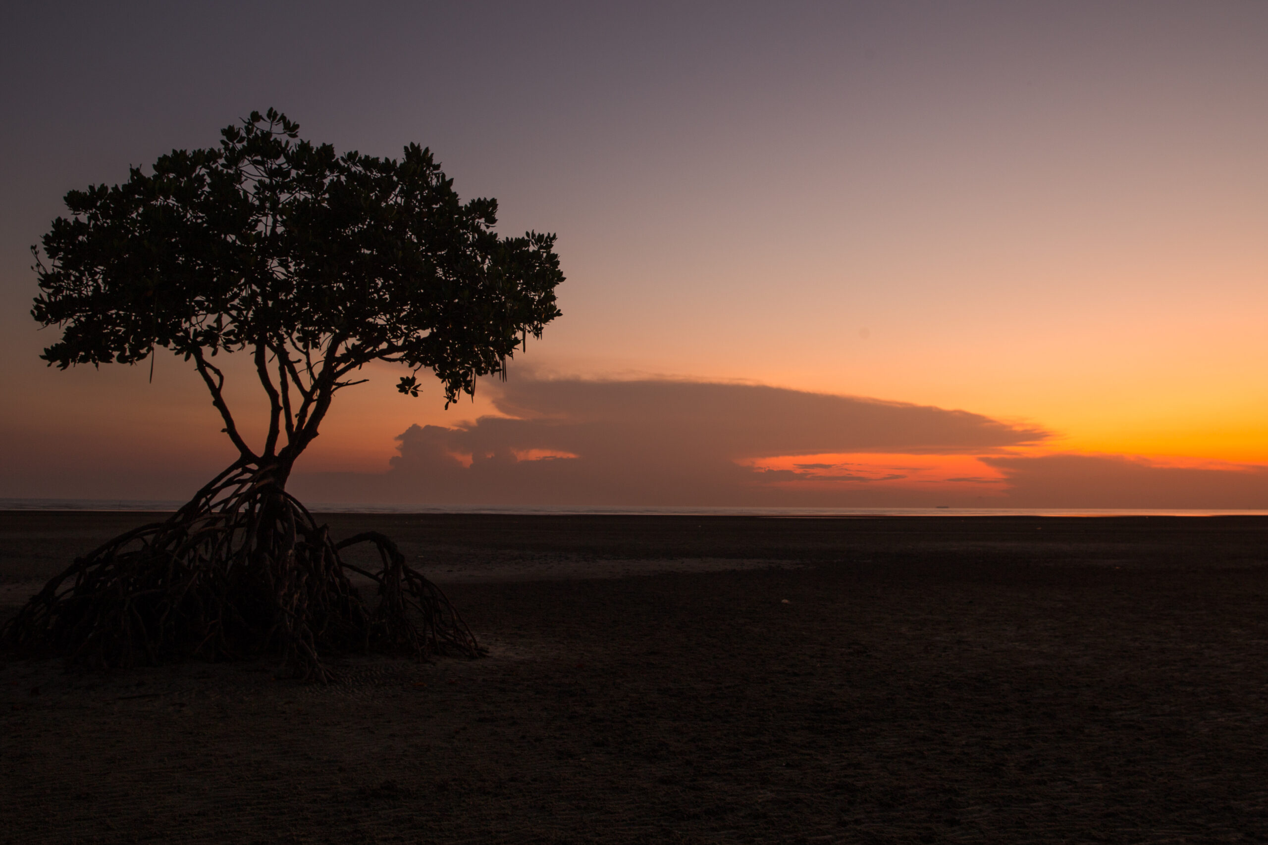 Short Vacation in Malaysia – the Mangroves of Sepang