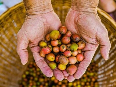 A Sepang Attraction – Chop Guan Kee Coffee – 3rd generation Liberica bean users