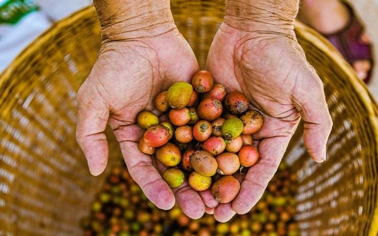 Sepang Attraction - Liberica coffe beans