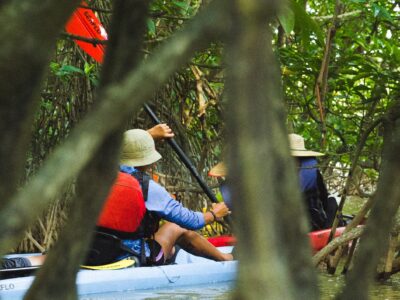 Ecotourism in Malaysia; kayakers paddling through Mangroves