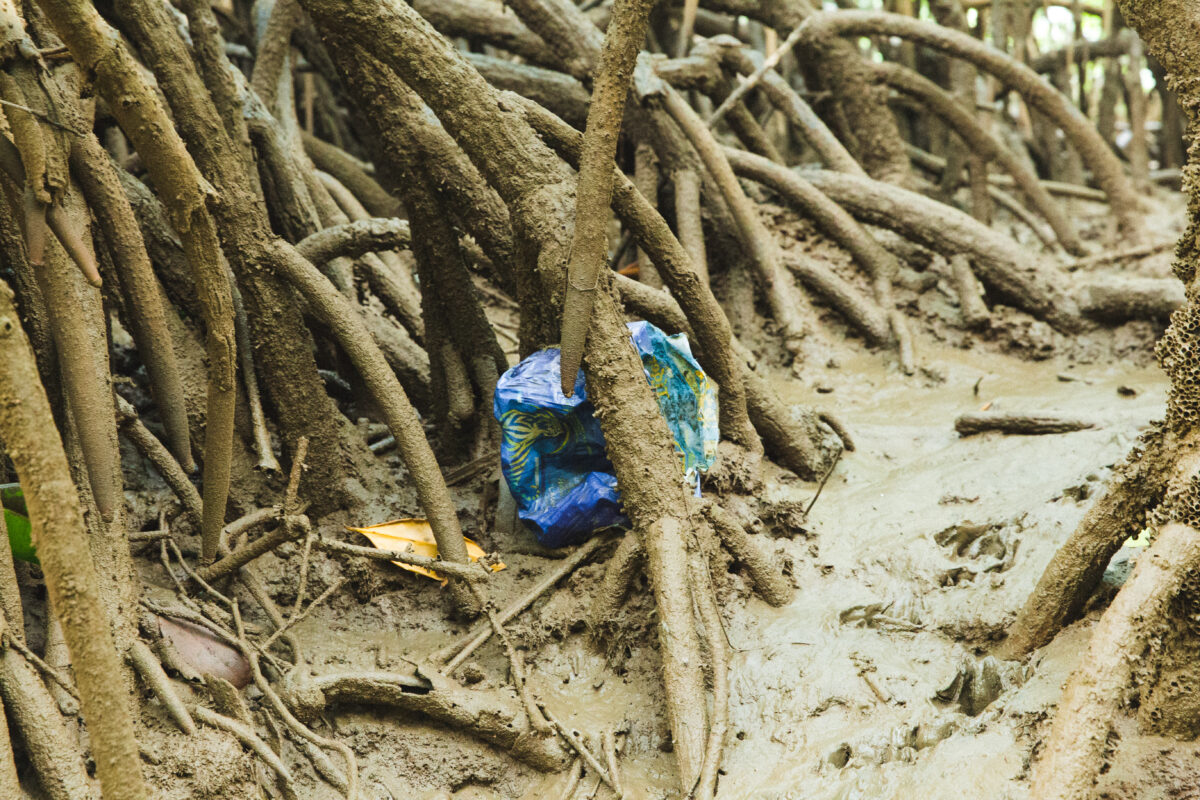 Take a mangrove tour Sepang and learn about the importance of Mangroves