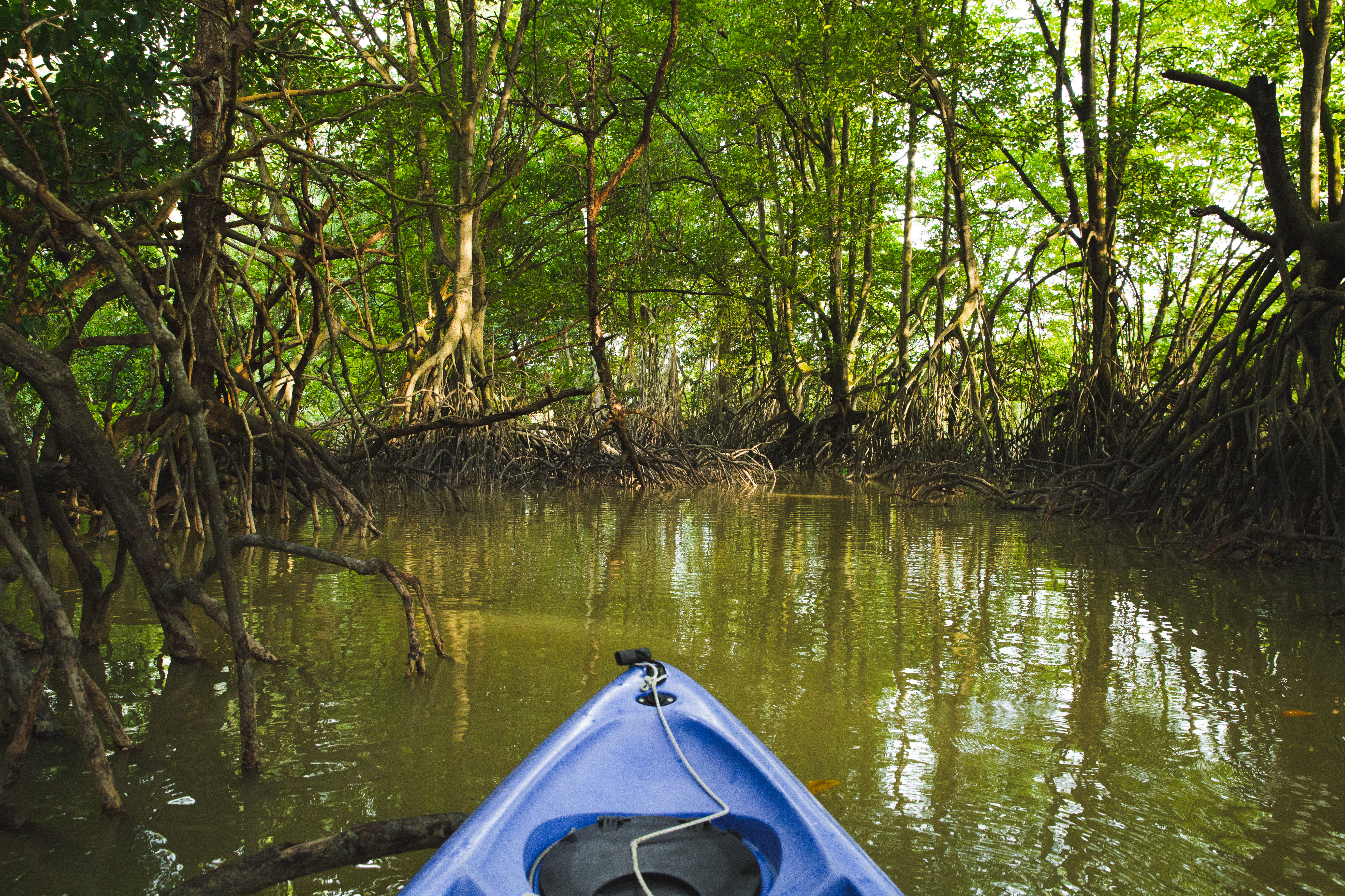 A guided kayak on the Sepang River