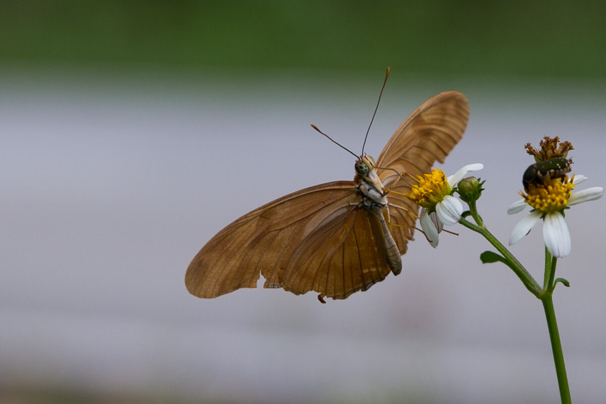 Family trip - Butterfly conservation