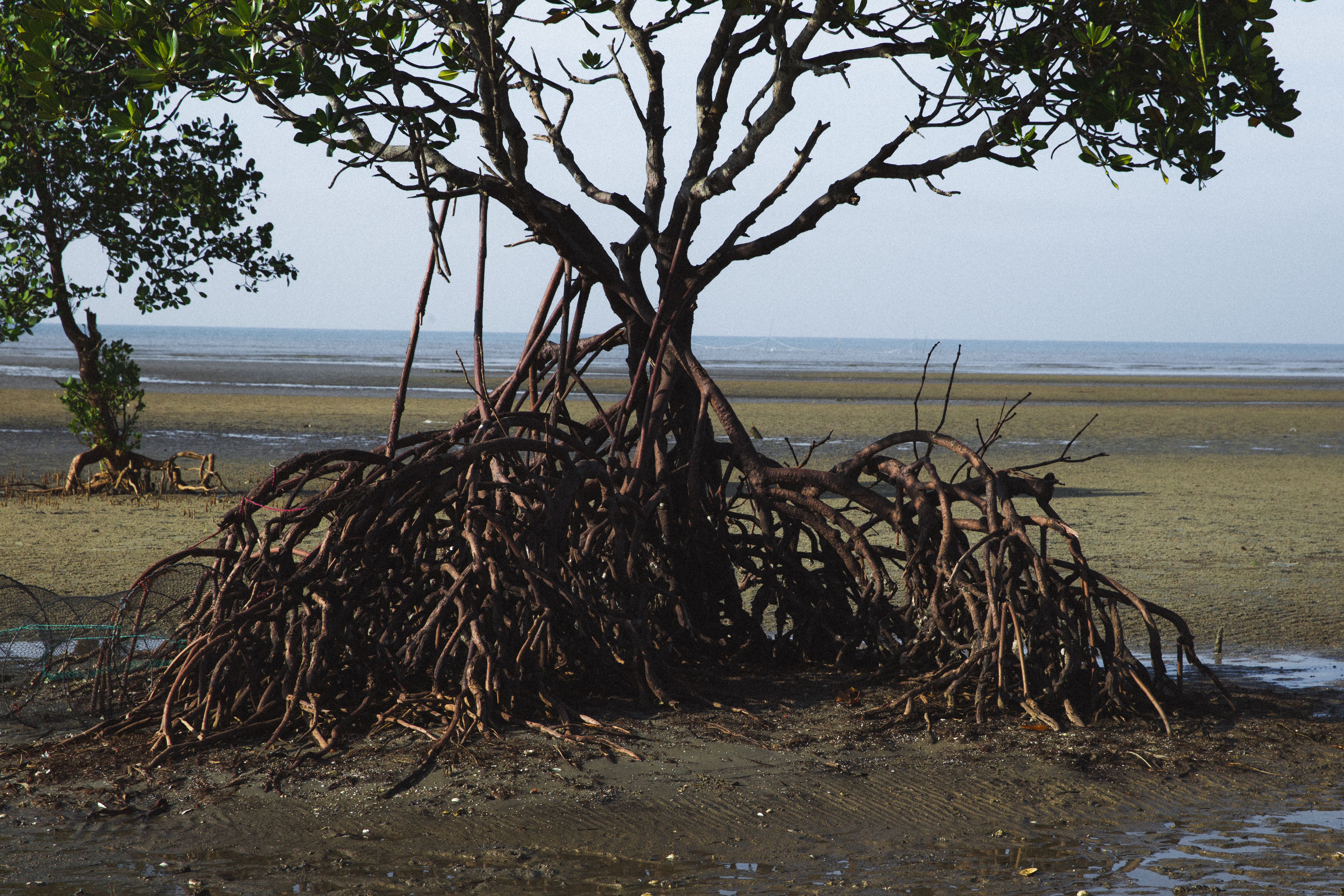 Sepang mangrove roots along the shore