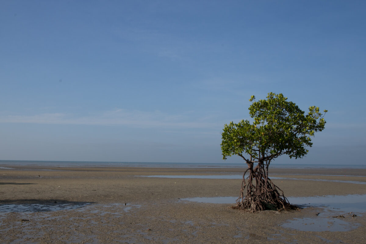 Short Vacation in Malaysia - Fragile ecosystem