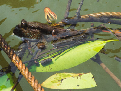 Mudskipper on Mangrove Tour