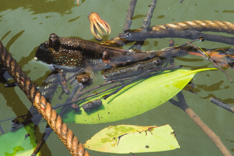 Mudskipper on Mangrove Tour