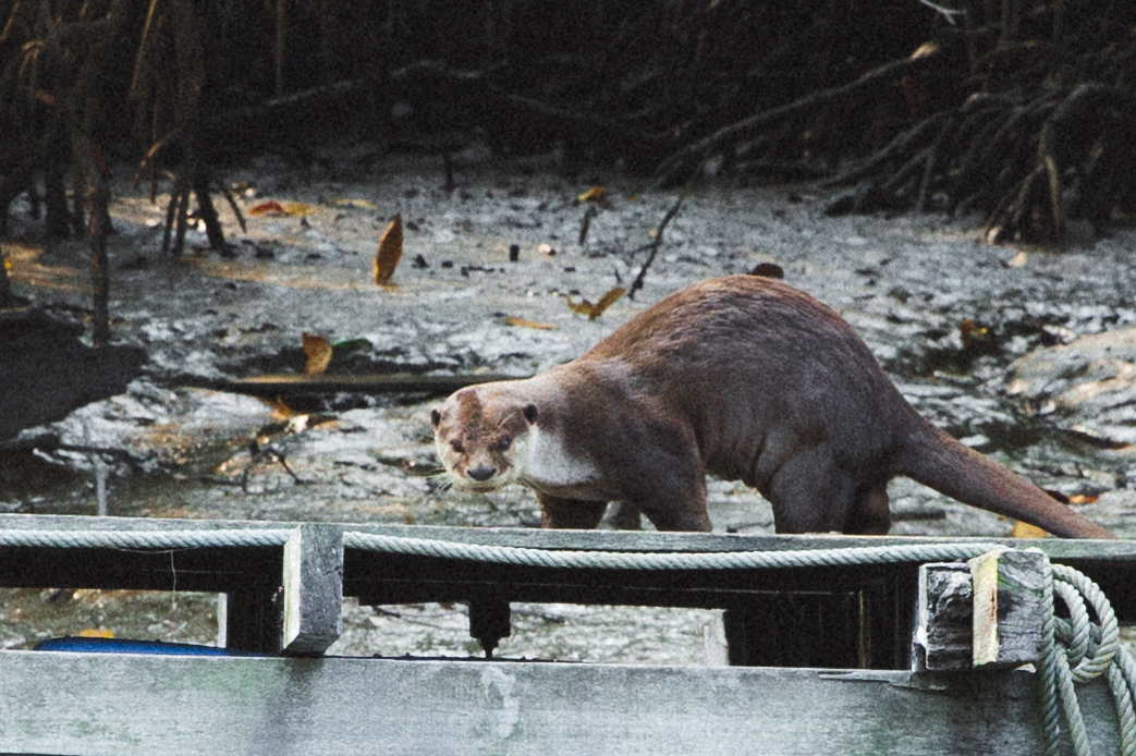 Retreat in Malaysia - Otters