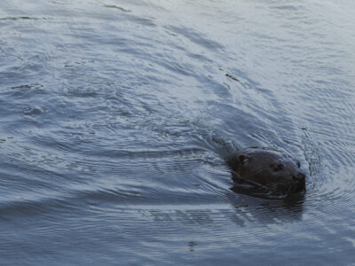 Otter sighting on a mangrove tour