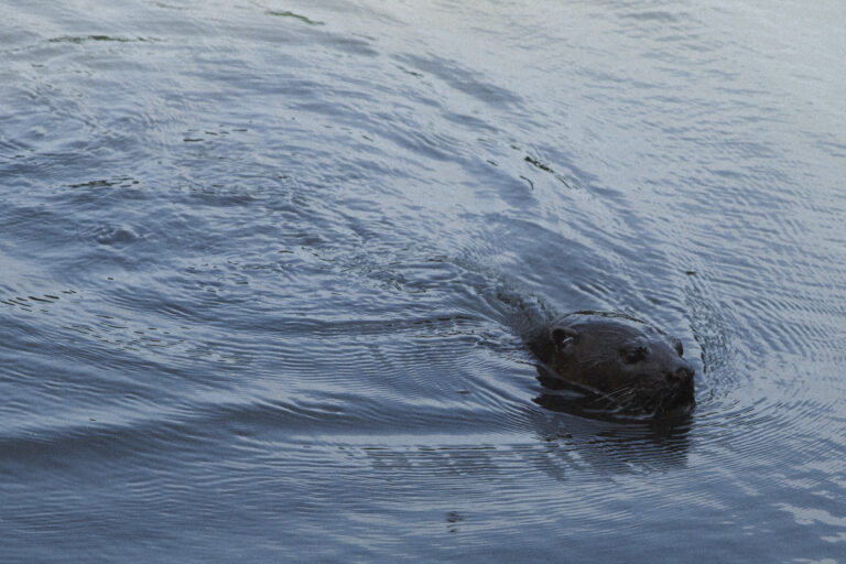 Otter sighting on a mangrove tour