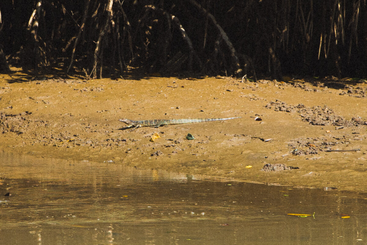 Retreat in Malaysia - monitor lizards