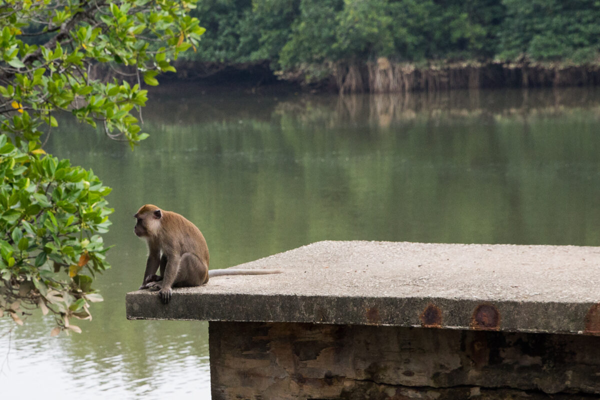 Retreat in Malaysia - Monkeys can be see from the accommodation