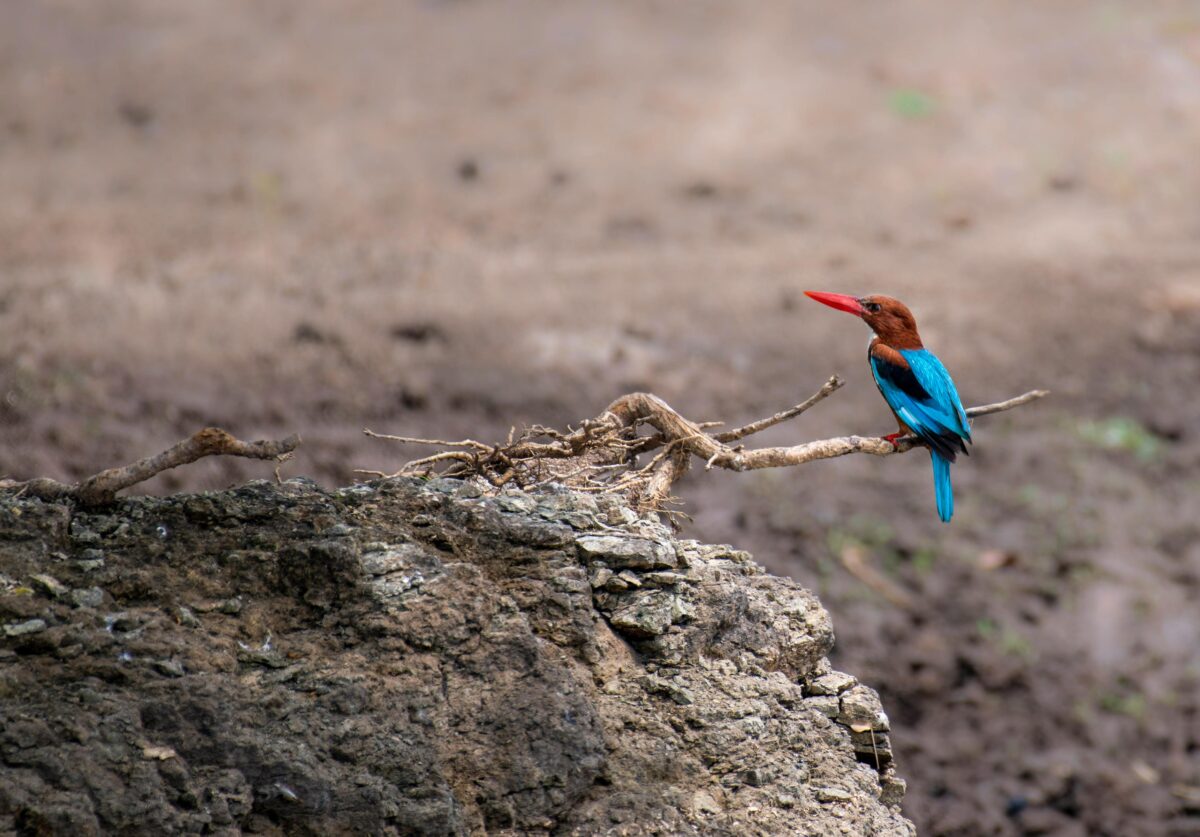 Retreat in Malaysia - Kingfisher