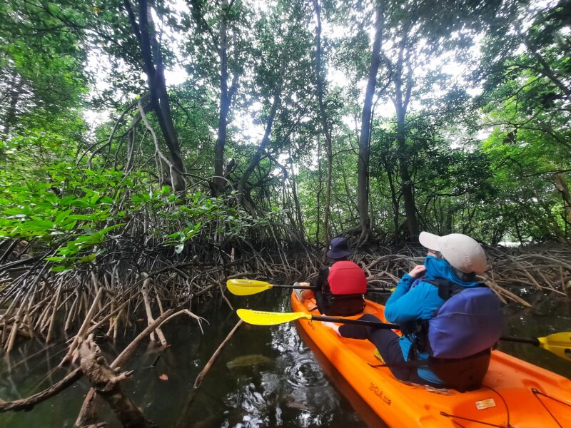 mangrove kayaking